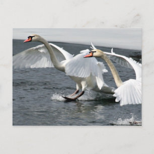 Winter Swans Landing Postcard