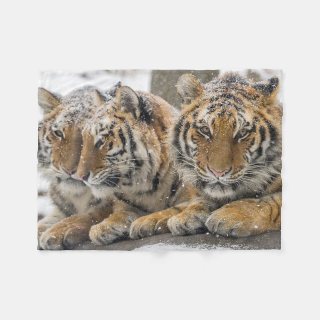 Winter Tigers Cuddle in Snow Fleece Blanket (Front (Horizontal))