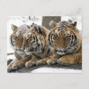 Winter Tigers Cuddle in Snow Postcard
