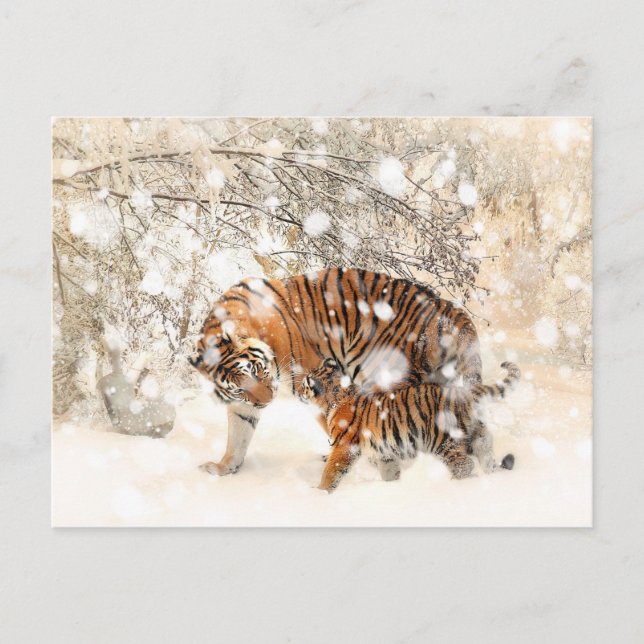 Winter tigers postcard (Front)