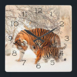 Winter Tigers Square Wall Clock<br><div class="desc">Momma and Baby Tigers in a Winter Forest It's time to show off your favourite art, photos, and text with a custom round wall clock from Zazzle. Featured in two sizes, this wall clock is vibrantly printed with AcryliPrint®HD process to ensure the highest quality display of any content. Order this...</div>