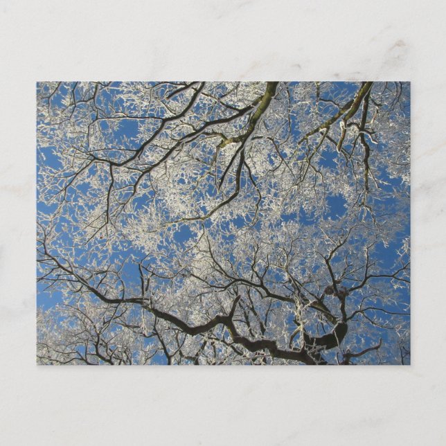 Winter Tree Canopy Postcard (Front)