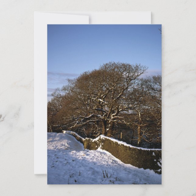 Winter Tree Lyme Handley Cheshire Holiday Card (Front)