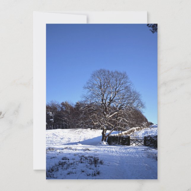 Winter Tree Lyme Park Holiday Card (Front)
