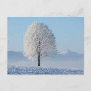 Winter Tree Postcard