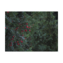 Winter Tree