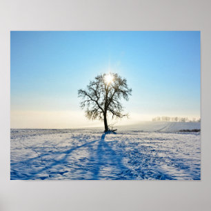 Winter Tree - - Poster