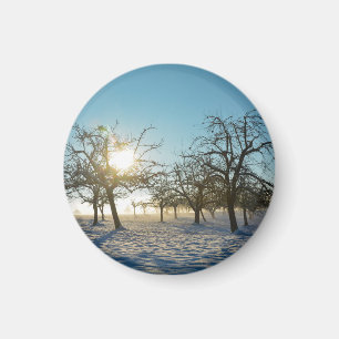 Winter Tree `s by sunrise - - Magnet