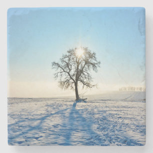 Winter Tree   -     - Stone Coaster