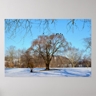 Winter Tree with Birds Poster