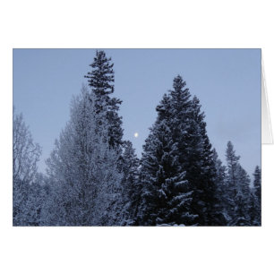 Winter Trees at Dawn Montana Landscape