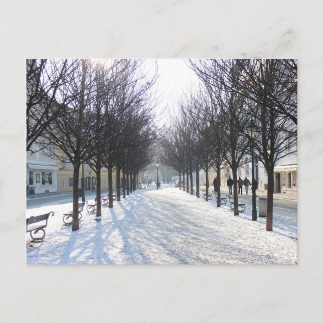 Winter Tree's in Prague (czech republic) Postcard (Front)