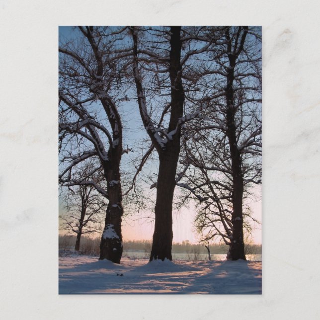 Winter trees on  blue sky background postcard (Front)