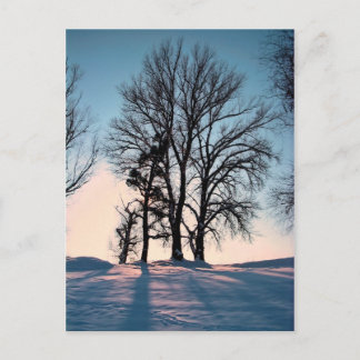 Winter trees on  blue sky background postcard