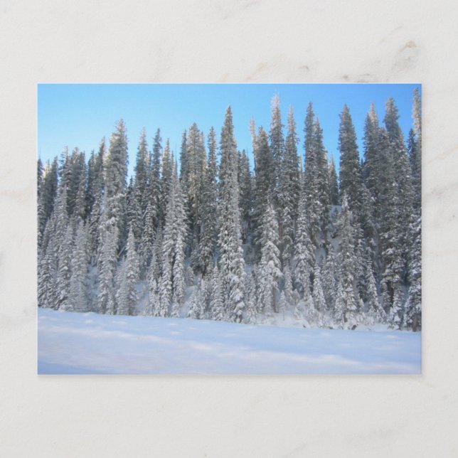 Winter Trees Postcard (Front)