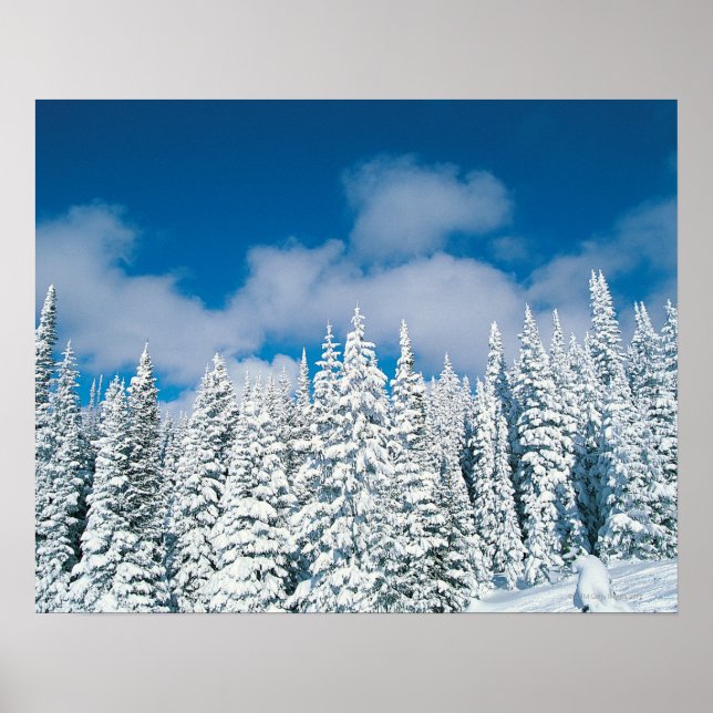 Winter trees, Steamboat, Colorado, USA Poster (Front)