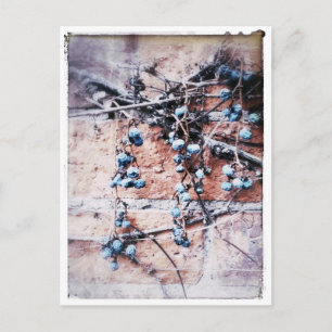 Winter Vine and Berries Postcard