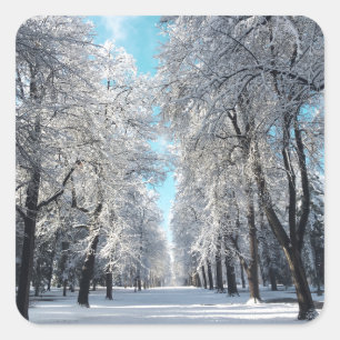 winter walk in the park square sticker