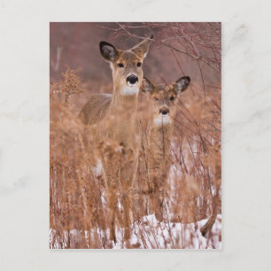 Winter Walk Postcard