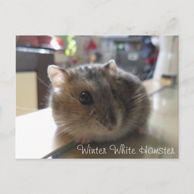 Winter White Hamster Postcard (Front)