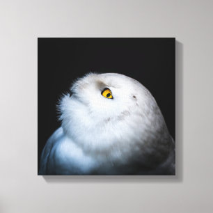 Winter White Snowy Owl Canvas Print