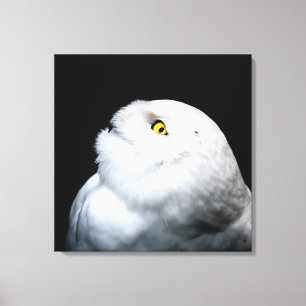 Winter White Snowy Owl Canvas Print