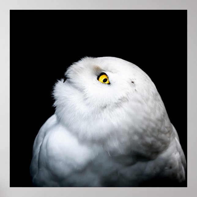 Winter White Snowy Owl Poster (Front)