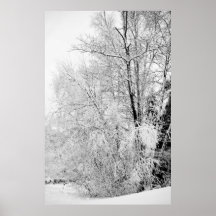 Winter Whites Print