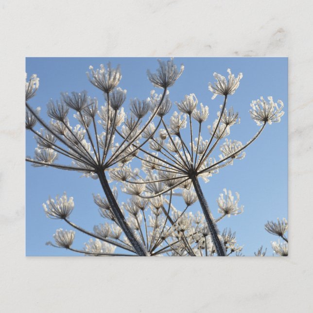 Winter Wildflowers Postcard (Front)