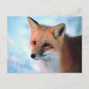 Winter Wildlife Postcard