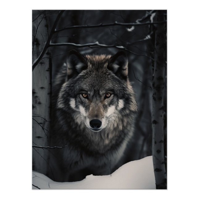 Winter Wolf Gaze Poster (Front)