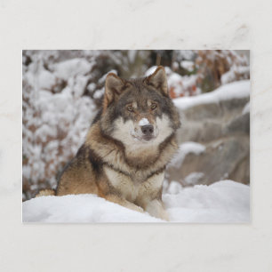 Winter Wolf Postcard