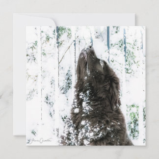 Winter Wonderland Holiday Card