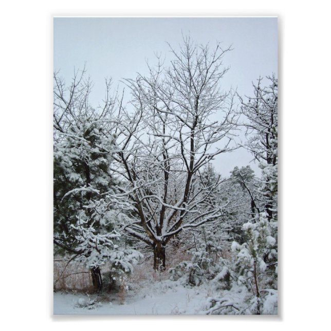 Winter Wonderland Photo Print (Front)