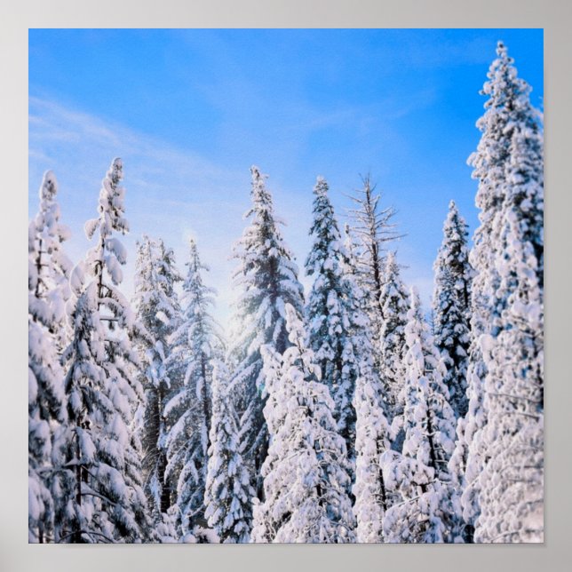 Winter Wonderland Pine Trees in Snow Poster (Front)