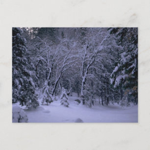 Winter Wonderland Post Card