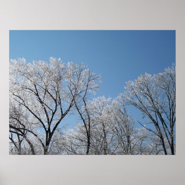 Winter Wonderland with Iced Trees Poster (Front)