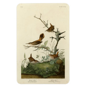 Winter Wren, Rock Wren, Audubon's Birds of America Magnet