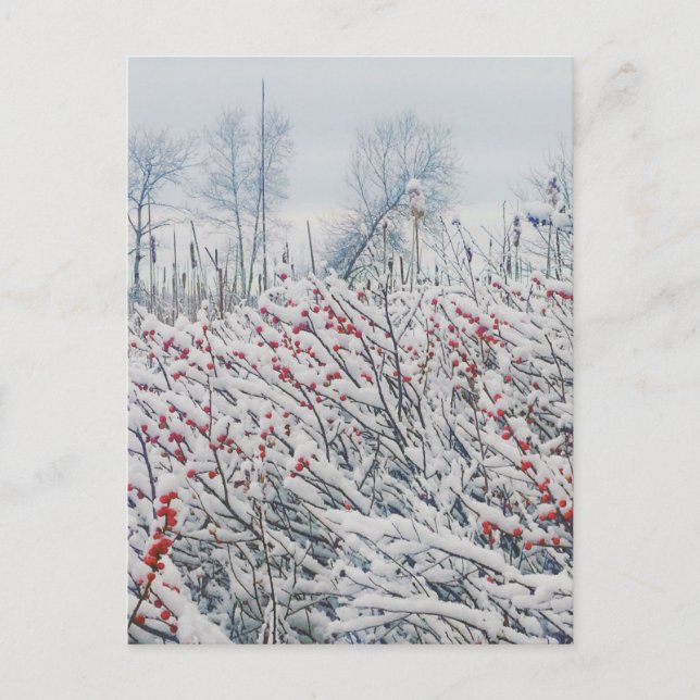 winterberry and cattails postcard (Front)