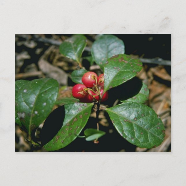 Wintergreen (Gaultheria Procumbens) flowers Postcard (Front)