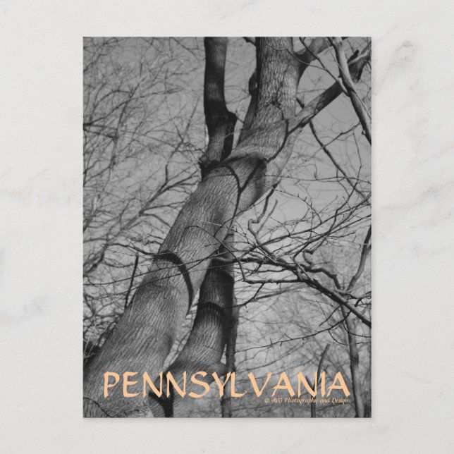 Winters Bite on Trees Bark Pennsylvania Postcard (Front)