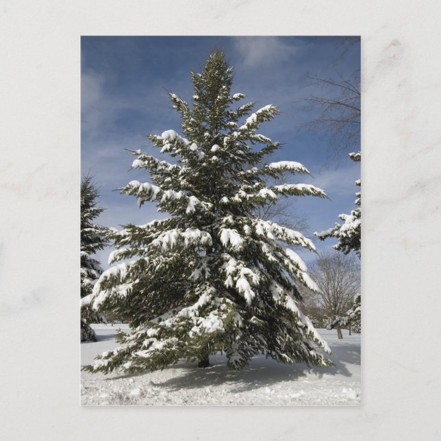 Winters Coming Postcard (Front)