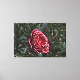 Winter's Parting Gift Canvas Print