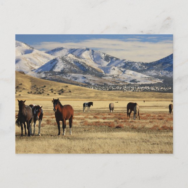 Winter's Wind Postcard (Front)