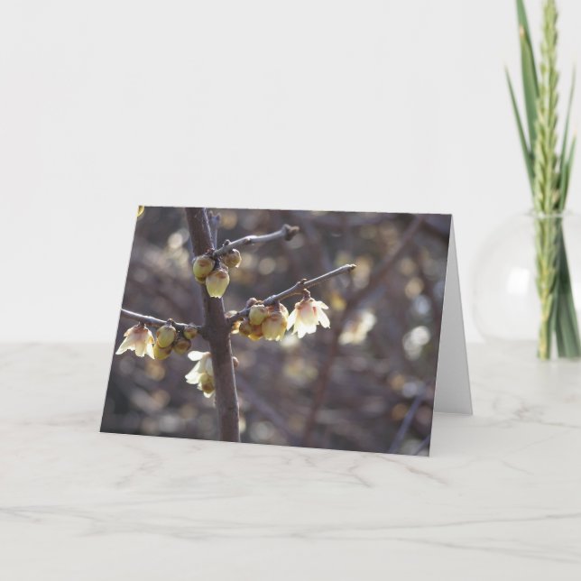 Wintersweet (Chimonanthus praecox) card (Front)