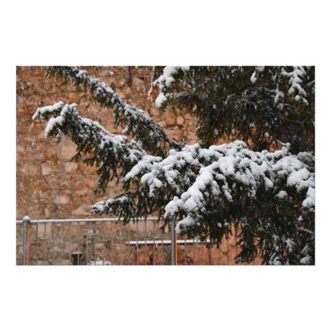 Wintertime , snow on the trees photo print (Front)