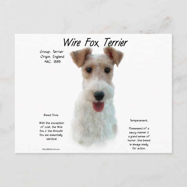 Wire Fox Terrier History; about wire fox terrier Postcard (Front)