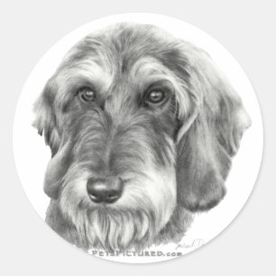 Wire-Haired Dachshund Classic Round Sticker