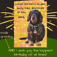 Wire-haired Dachshund Fun Bright Happy Birthday