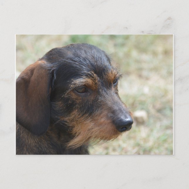 Wire Haired Daschund Dog Postcard (Front)